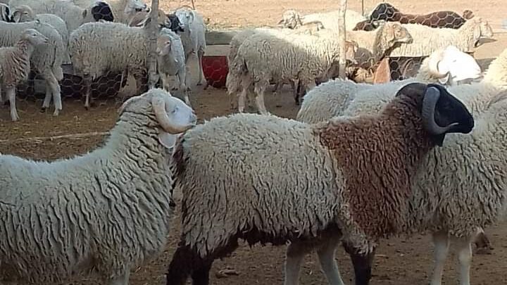 بعد تحديد سعر الكلغ "علوش حي" بـ21.900 دينارا..   المربون ومنظمتهم غاضبون.. ويفرطون في الأضاحي لـ"القشارة "!